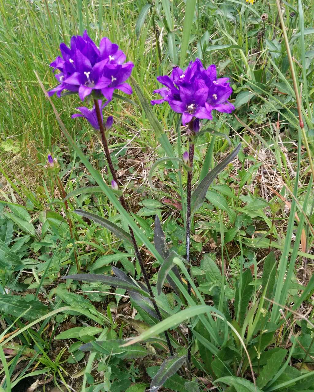 Campanula glomerata